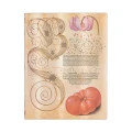 Notes PAPERBLANKS FLEXIS LILY & TOMATO Ultra linia