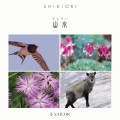 Atrament SAILOR Shikiori SANSUI - Nadeshiko 20ml