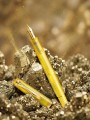 Pióro wieczne Pelikan M200 Golden Pyrite ze zdjętą skuwką oparte o minerały